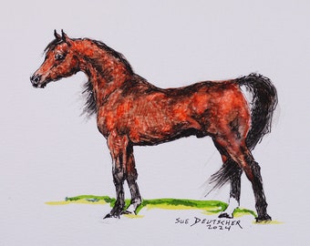 Bay Arabian stallion horse equine