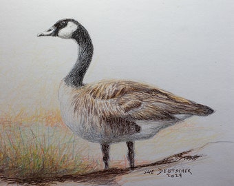 Canada Goose pen and ink with colored pencil 5x7 inches original art