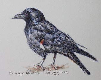 Red-winged Blackbird pen and ink with colored pencil 5x7 inches original art