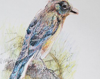 Bluebird original art - pen and ink with colored pencil 7x5 inches free shipping