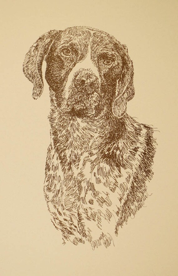 German Shorthaired Pointer Dog Art Portrait Drawing From Etsy