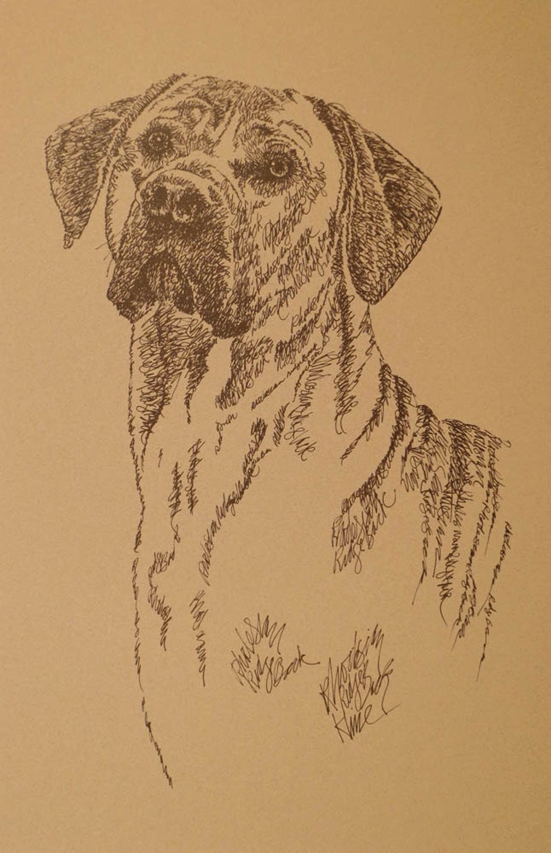 Rhodesian Ridgeback Dog Art Portrait Drawing From FREE