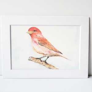 Purple Finch on Branch watercolor Fine Art Print 3 print sizes available image 1