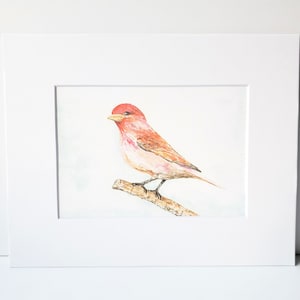 Purple Finch on Branch watercolor Fine Art Print 3 print sizes available image 2