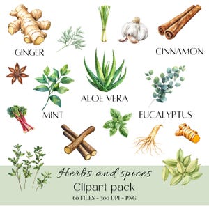 Ervas Medicinais e Especiarias Clipart | Remédios Herbais png | Plantas Medicinais png | Ervas de Cozinha png | Clipart Botânico e Vegetal