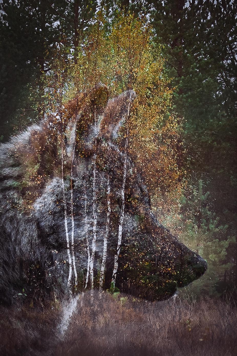 5 Pieces of Wolf Cards in One Package - Finnish Made Artistic ...