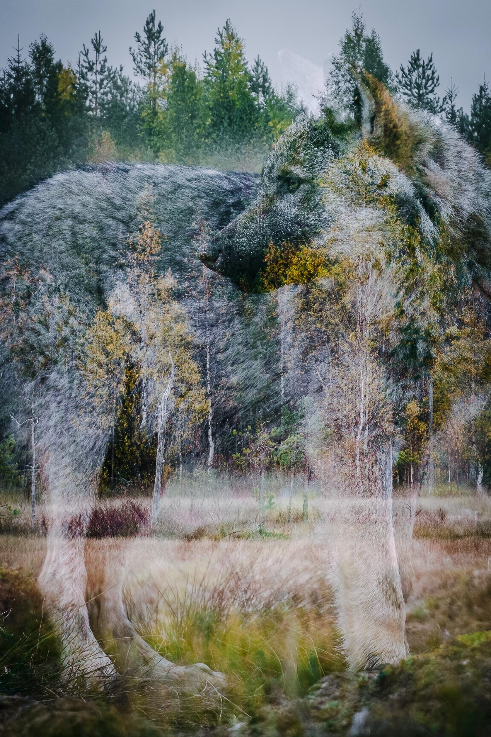 5 Pieces of Wolf Cards in One Package - Finnish Made Artistic ...