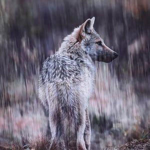 5 Stück Wolfkarten in einem Paket - finnische Kunstfotografiepostkarten von nordischer Wildtierwelt.