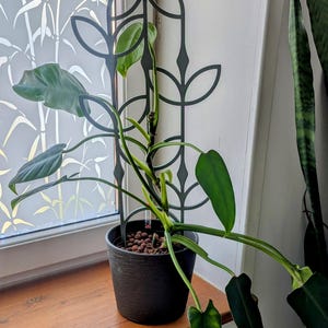 Modular trellis plant stand plant ladder 3D printing leaves climbing plant