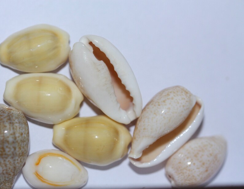 choose between two-hole drilled or not drilled Stunning vintage cowrie shell beads