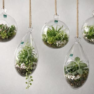 Your choice of clear glass hanging plant terranium glass container