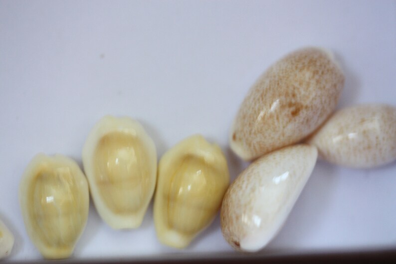 choose between two-hole drilled or not drilled Stunning vintage cowrie shell beads