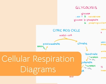 Cellular Respiration Diagrams (Citric Acid Cycle and Glycolysis)