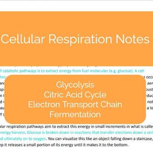 May include: A diagram outlining the steps of cellular respiration, including glycolysis, the citric acid cycle, electron transport chain, and fermentation. The diagram is on a light orange background with a dark orange border.