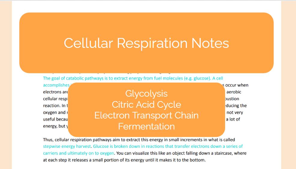 Cellular Respiration Complete Notes | Glycolysis, Krebs Cycle, Electron Transport Chain, Fermentation | AP, Honors, MCAT