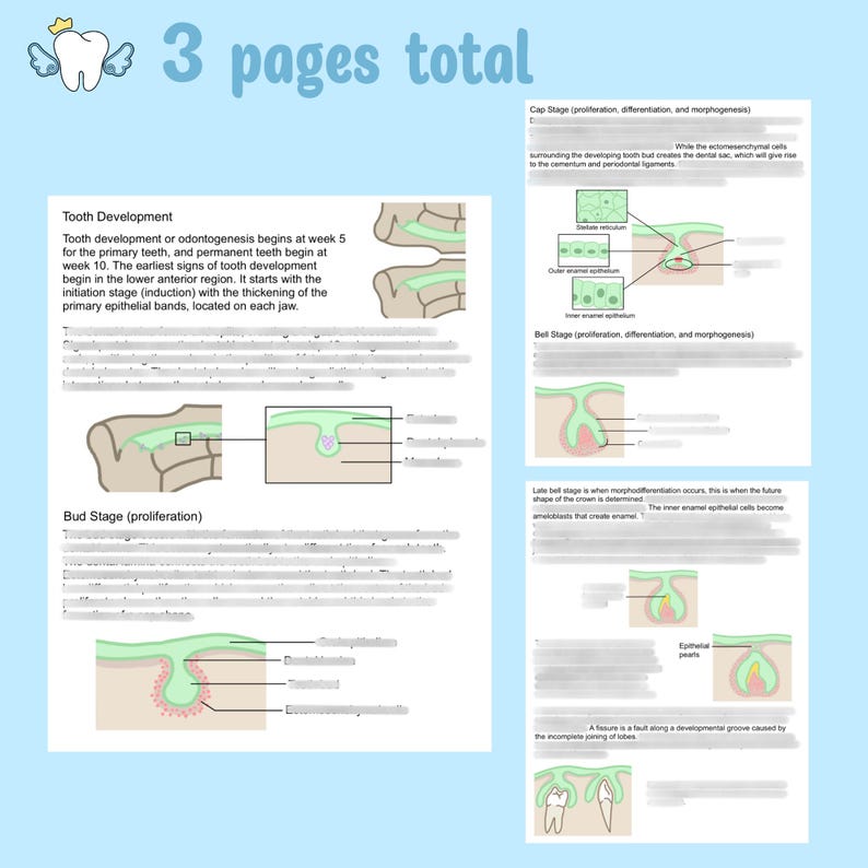 Tooth Formation Process Tooth Development Notes: Odontogenesis Study Guide (PDF & Goodnotes) - Etsy