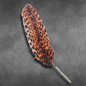 May include: A single feather with a leopard print pattern in shades of brown and black, set against a gray background. The feather has a white stem and a textured appearance, suggesting a natural material.