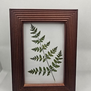 Geperste Lady Fern Plant Art