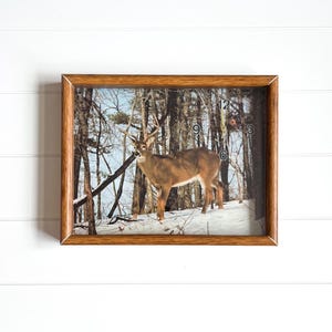 May include: A framed clock featuring a deer in a snowy forest scene. The clock face has black numbers at the 12, 3, 6, and 9 o'clock positions. The frame is a warm brown color, and the image has a natural, outdoorsy theme.