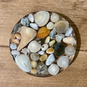 Seashell Coaster (one) - Etsy