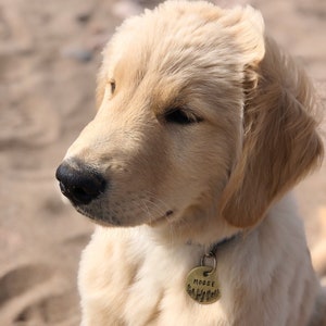 Dog tag - Personalized with your pet Identity image 7