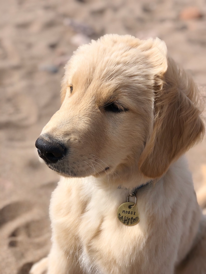 Dog tag - Personalized with your pet Identity image 7