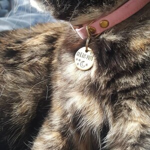 May include: A close-up of a brown tabby cat wearing a pink collar with a gold tag that reads "CREAM PUFF" with a crescent moon and stars.
