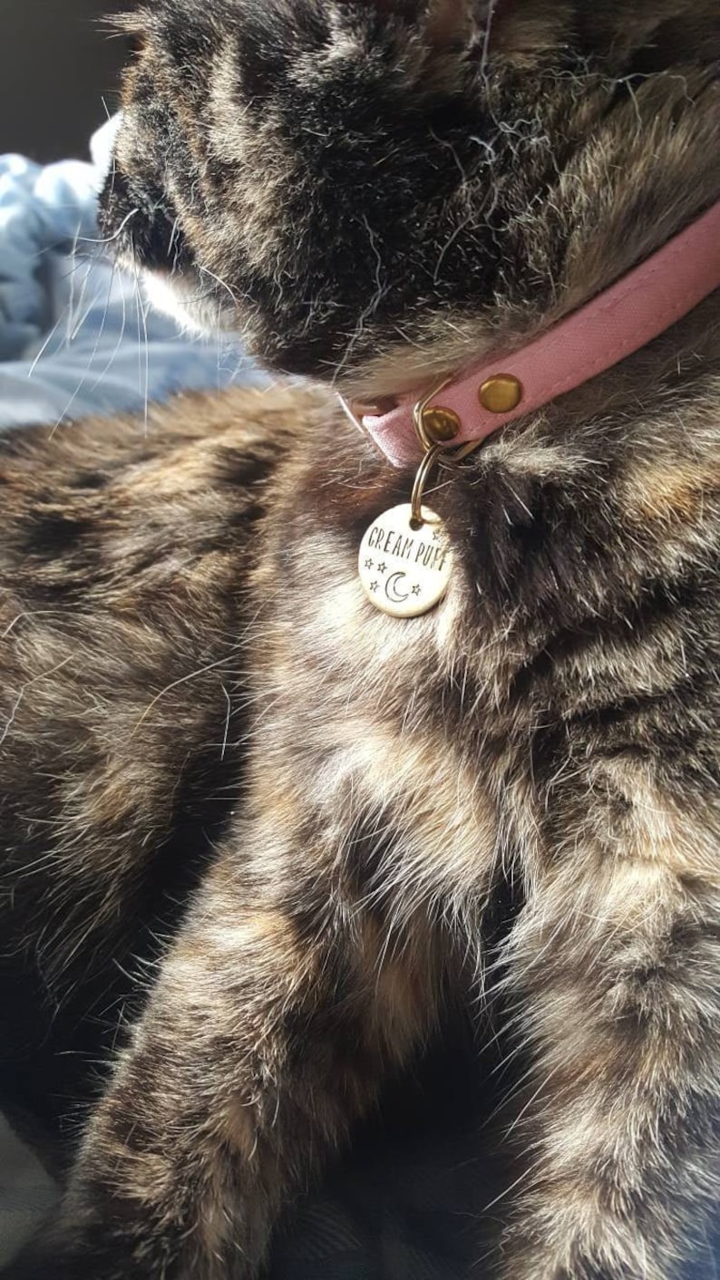 May include: A close-up of a brown tabby cat wearing a pink collar with a gold tag that reads "CREAM PUFF" with a crescent moon and stars.