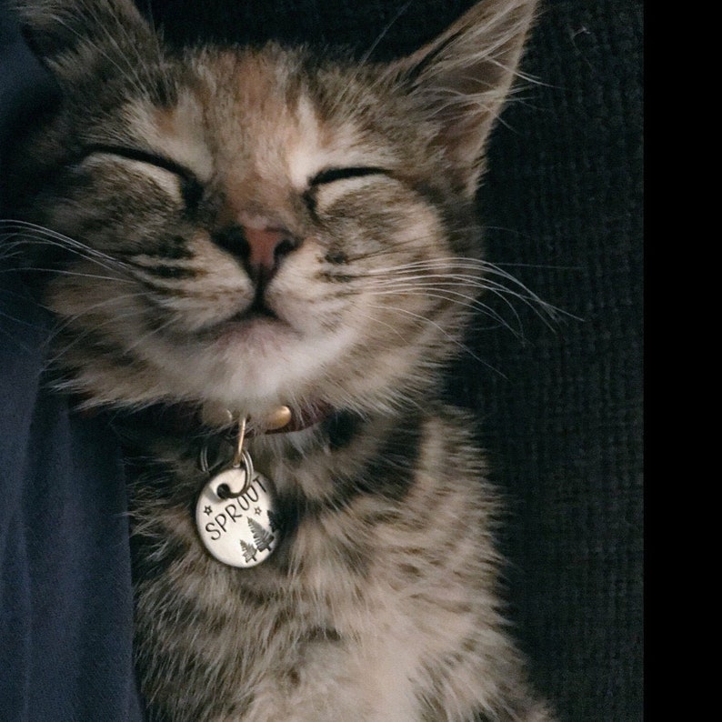 May include: A close-up of a tabby cat with its eyes closed, smiling. The cat is wearing a brown leather collar with a silver tag that says "Sprout" with a small tree design.