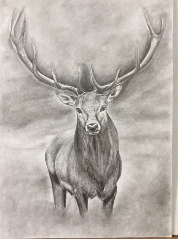 Young Richmond Deer - Drawing Print