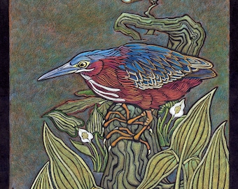 Mn. Series: Green Heron, Widow Skimmer Dragonfly, Water Arum, Arrow Arum, Minnesota Species Series