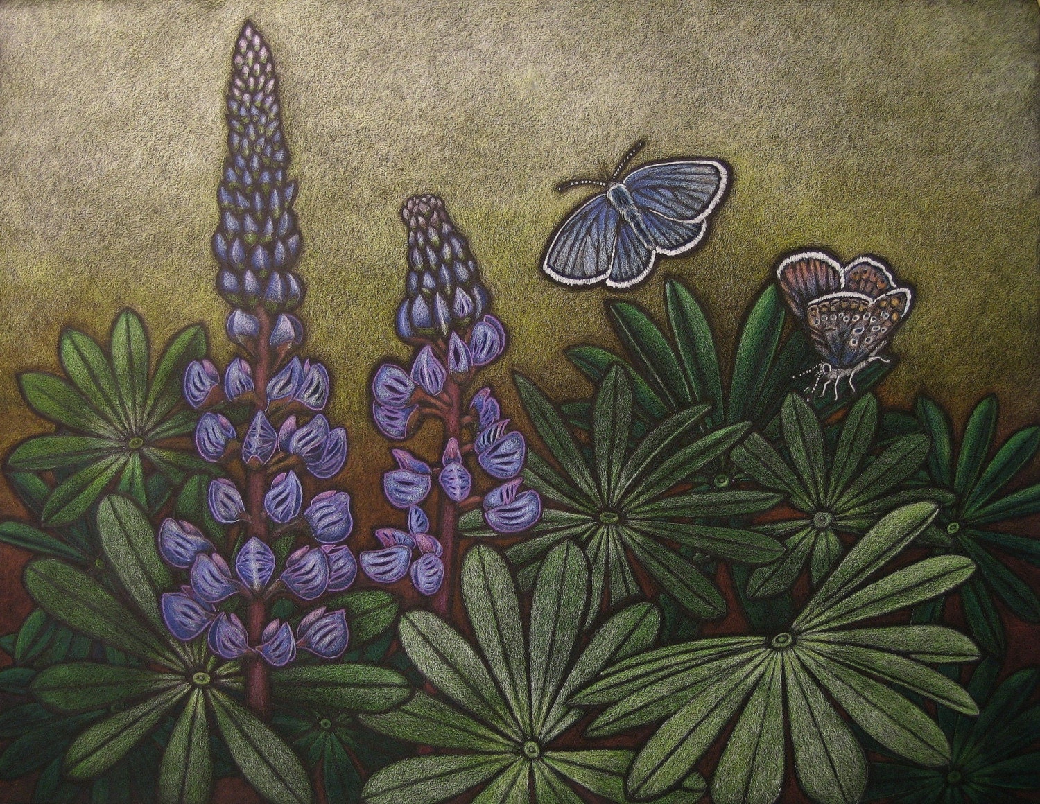 Karner Blue Butterfly & Wild Lupin Print 