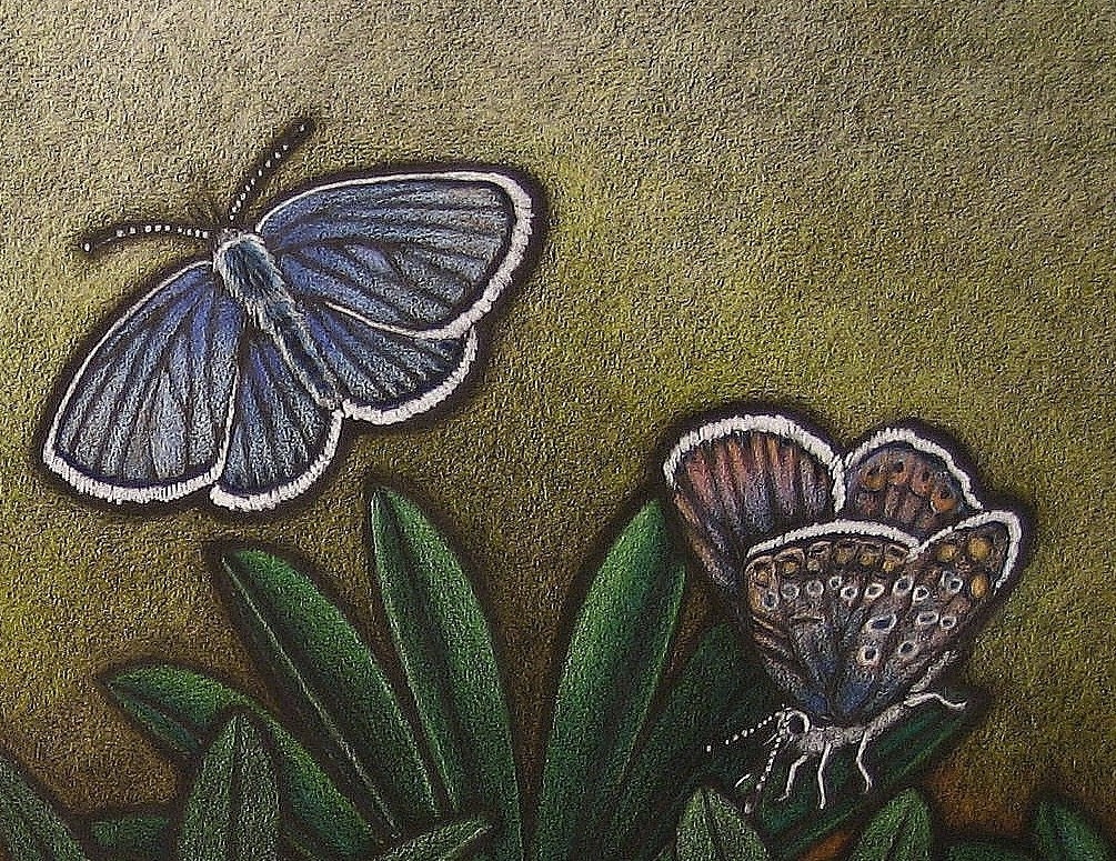 Karner Blue Butterfly & Wild Lupin Print 
