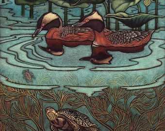 Mn. Series- Horned Grebes(Threatened), Blanding's Turtle(Threatened), Sago Pondweed, Yellow Lotus, Giant Waterbug