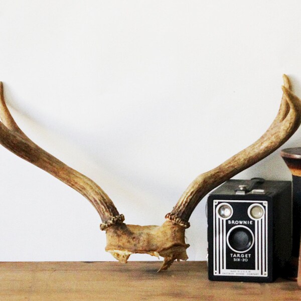 Natural Home Decor - Vintage bois - d&eacute;coration de la maison - taxidermie - Brown - neutre - Nature - cabine - automne