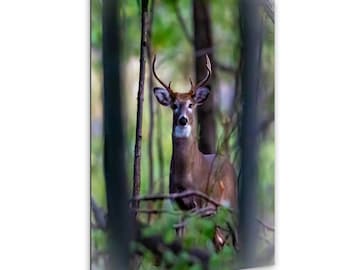 Forest Sentinel – Whitetail Buck in the Mist | Woodland Deer Photography Print