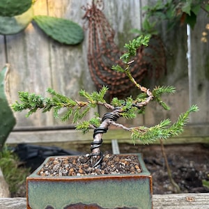 May include: A small evergreen bonsai tree with green needles and a thin, curved trunk wrapped in black training wire. The tree is planted in a rectangular ceramic pot featuring a two-tone glaze with a dark brown base and a sage green top.