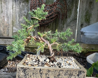Bonsai Tree Planted in Lava Rock Waterfall. Waterfall Bonsai With Led  Lights - Etsy