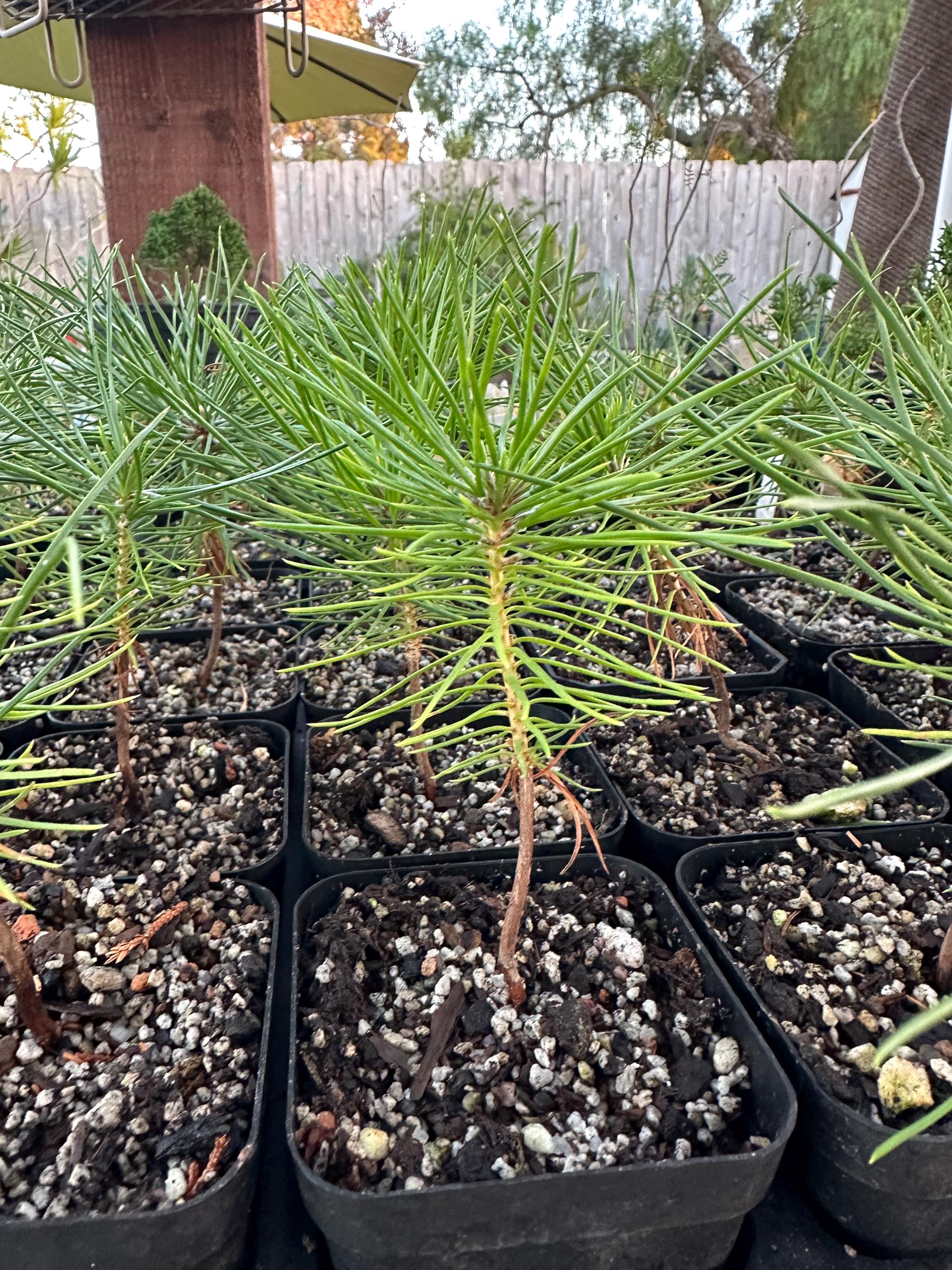 盆栽 - Etsy 日本