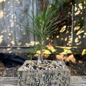 May include: A small pine tree with long, thin green needles planted in a square, textured gray concrete pot. The surface of the soil is covered with a layer of small, multi-colored pebbles and gravel, and a single tiny green sprout is visible.