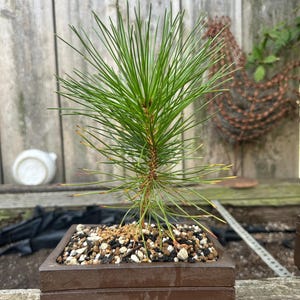May include: A young pine tree with long, slender green needles planted in a square, dark brown ceramic pot filled with a mixture of small, multi-colored pebbles and soil. The tree has a central woody stem with needles extending outward.