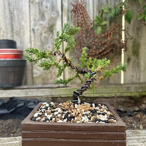 May include: A small juniper bonsai tree with green needle-like foliage and a brown trunk wrapped in dark metal training wire. The tree is planted in a rectangular brown ceramic pot filled with a mixture of black, white, and tan gravel.