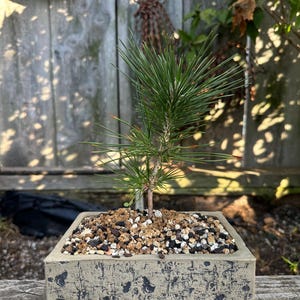 May include: A small pine tree with green needles planted in a square, textured beige and black ceramic pot. The soil surface is covered with a mixture of small tan, white, and dark gray pebbles and grit, providing drainage for the young conifer.