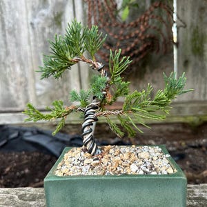 May include: A small juniper bonsai tree with green needle-like foliage and a trunk wrapped in silver and black training wire. The tree is planted in a square, matte green ceramic pot filled with light-colored gravel and small stones.