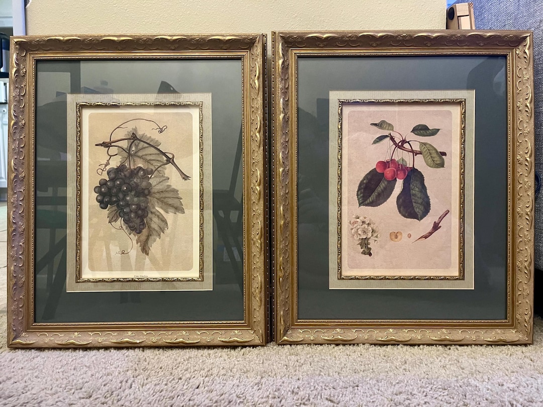 Rare Vintage Framed Botanical Art Prints 16x20 - Etsy