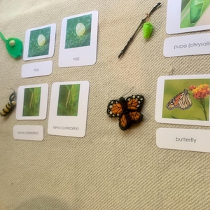 Ciclo de vida da borboleta 3 partes Cartões Montessori Ciência Homeschool Feltragem com agulha Feltragem Monarca