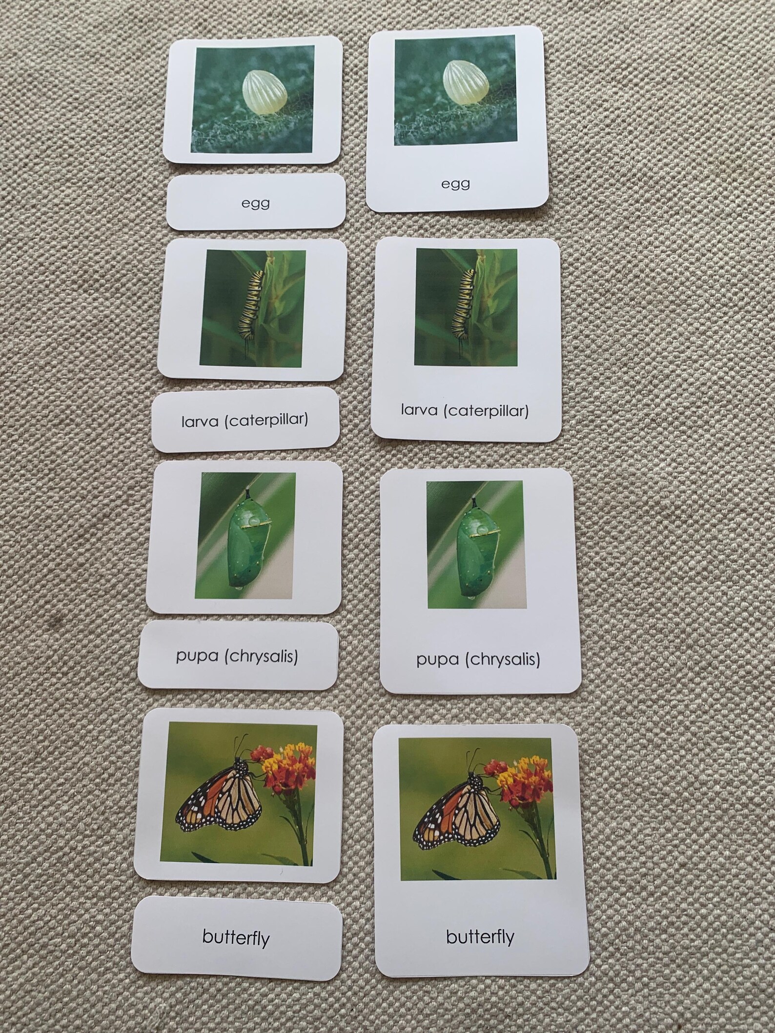Butterfly Life Cycle 3 Part Montessori Cards Science Homeschool - Etsy