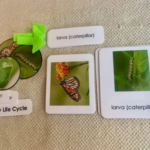 Ciclo de vida da borboleta 3 partes Montessori Cards Science Homeschool Set