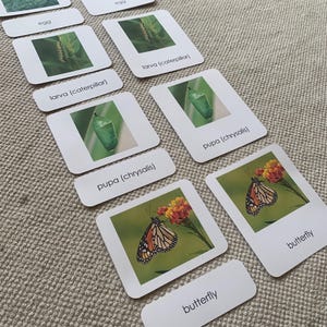 Ciclo de vida da borboleta - 3 partes - Cartões Montessori - Ciência - Educação Domiciliar