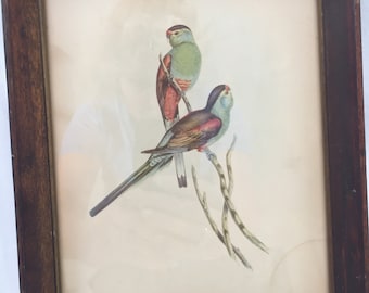 SIDNEY Z LUCAS, Parrot Picture, Vintage Picture, Vintage Art, Collectible, Wall Hanging, New York, Home Decor, Framed Picture